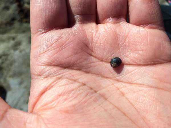 A tiny shell in the palm of a person's hand