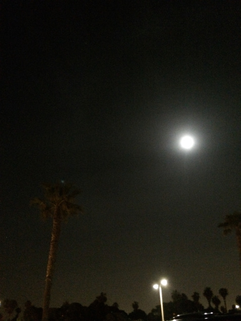 The moon and palm trees at the beach