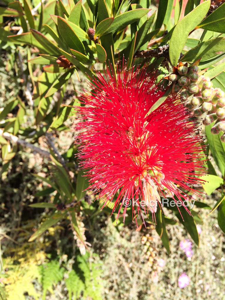 A spiky red flower