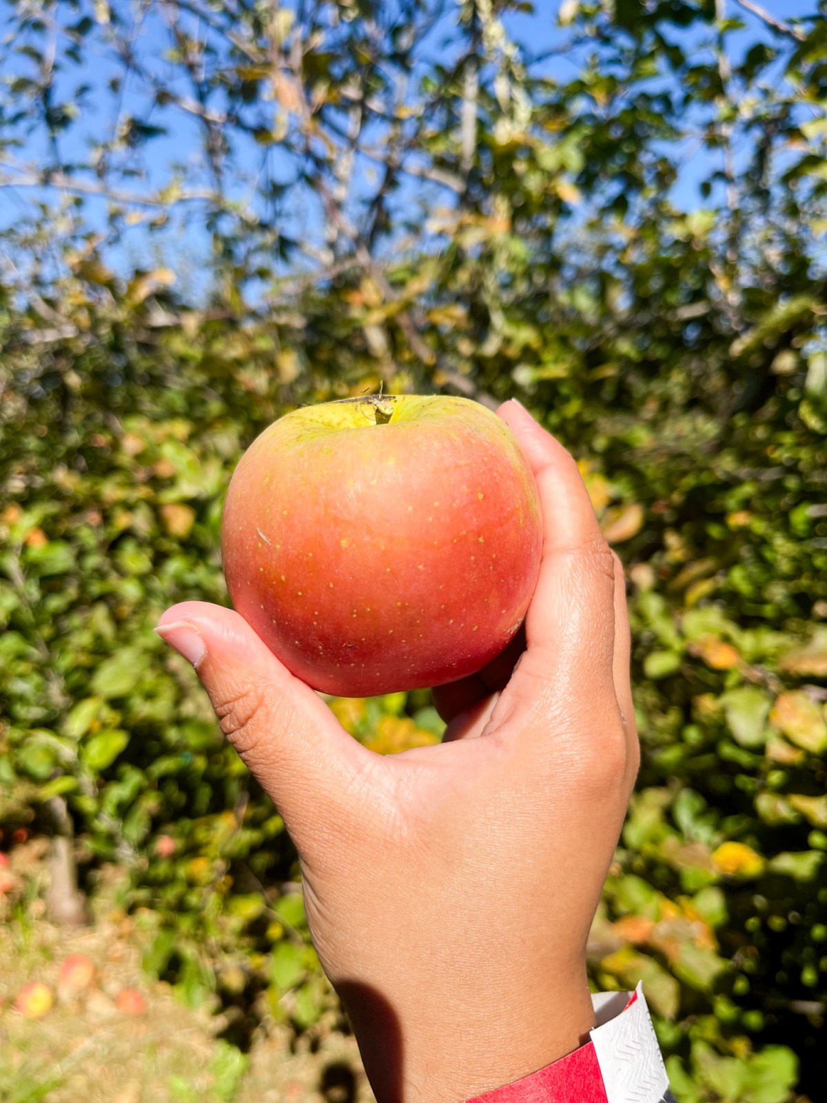 Apple Picking at Rock Hill Orchard: a Fall&nbsp;Adventure